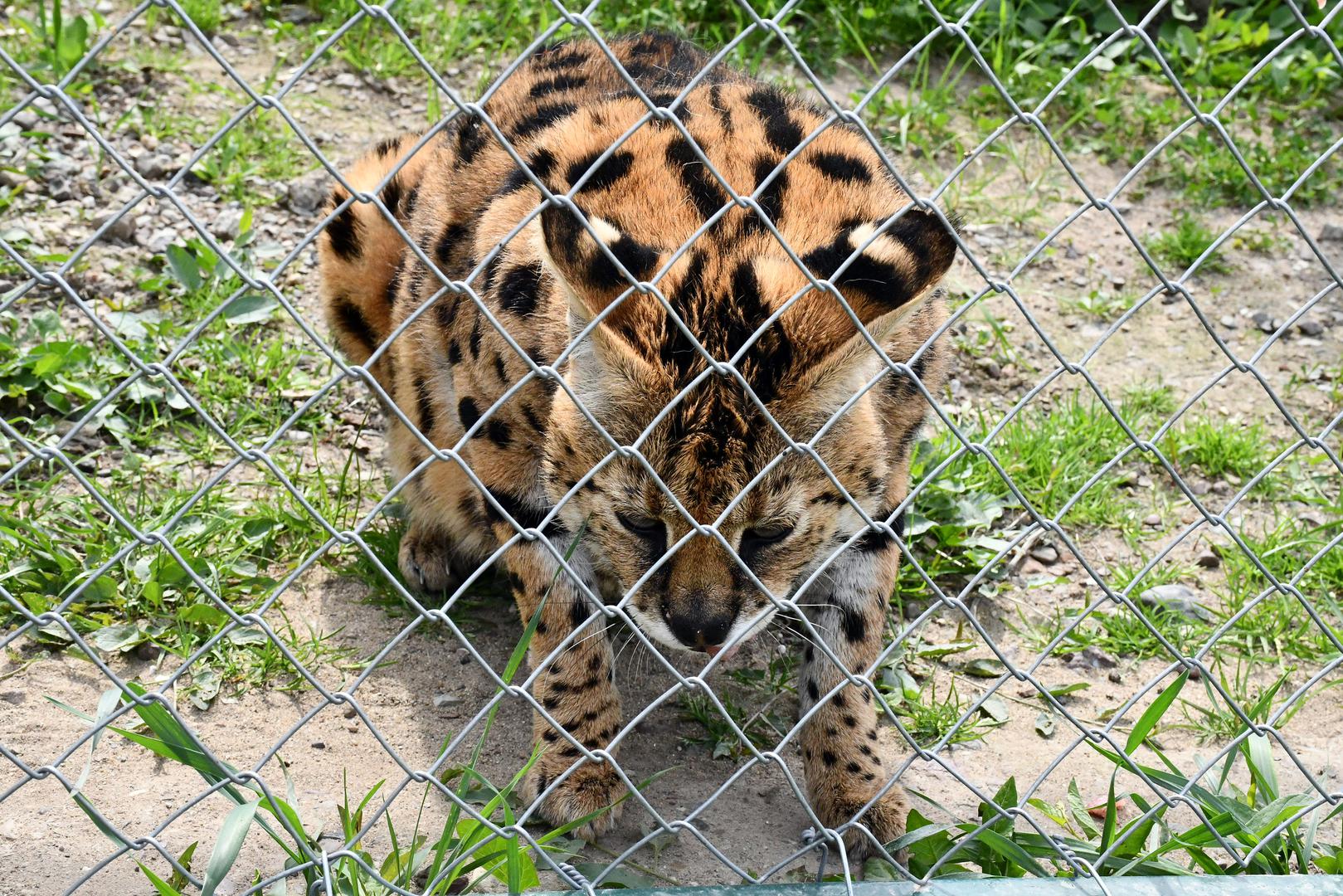 Afrička mačka, vuk i vučica već više od tjedan dana uživaju u nastambama zoološkog vrta u Ruščici. 
