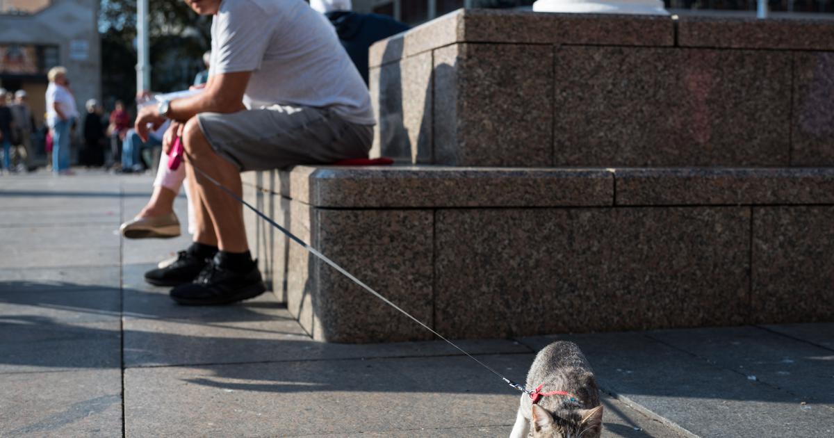 Foto Ovo Se Ne Vi A Svaki Dan Armantna Maca Na Povocu Osvojila