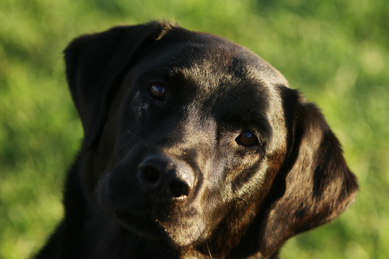 Labrador