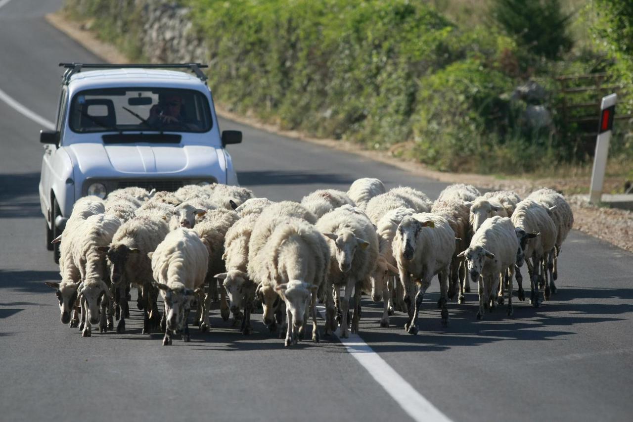 ovce na cesti