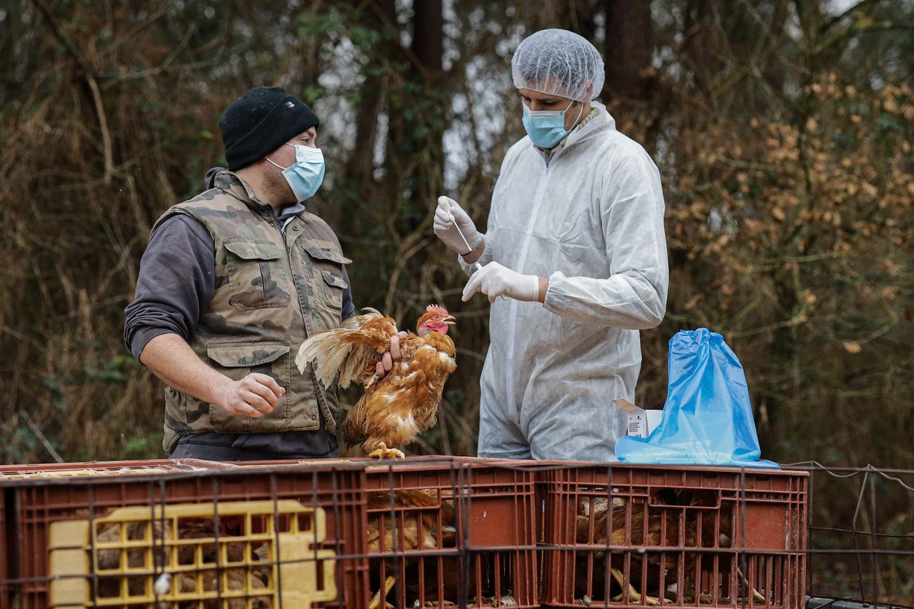 Third Bird Flu Epidemic In Five Years - France