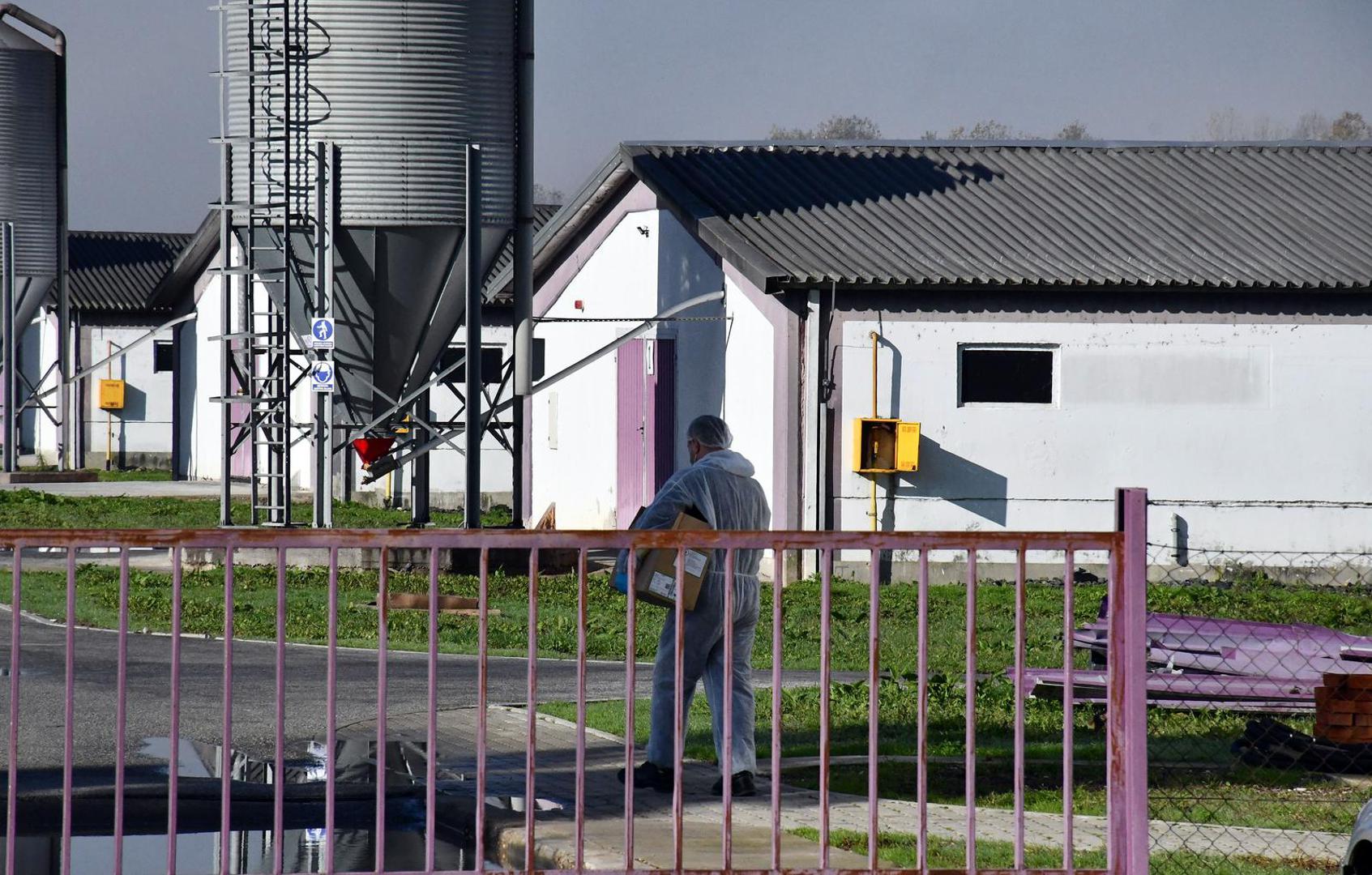 16.11.2023., Slavonski Kobas - Vindonova farma purana u blizini Oriovca na kojoj je otkrivena pticja gripa. Photo: Ivica Galovic/PIXSELL