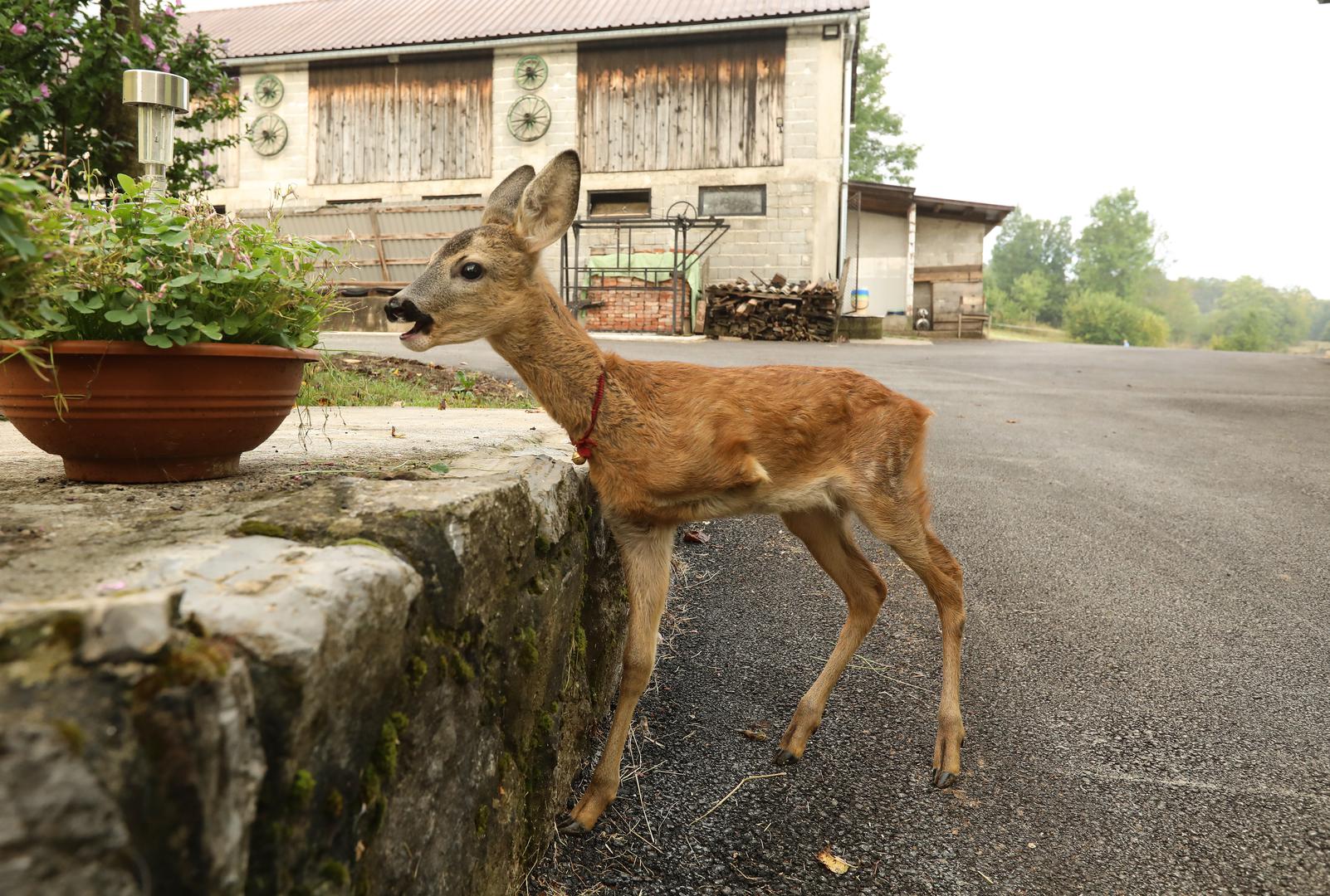 Nevjerojatna priča dolazi iz mirnog podvelebitskog mjesta Krasno, gdje je jedna obitelj doživjela iznenađujući obrat u svom životu zbog neobičnih okolnosti.