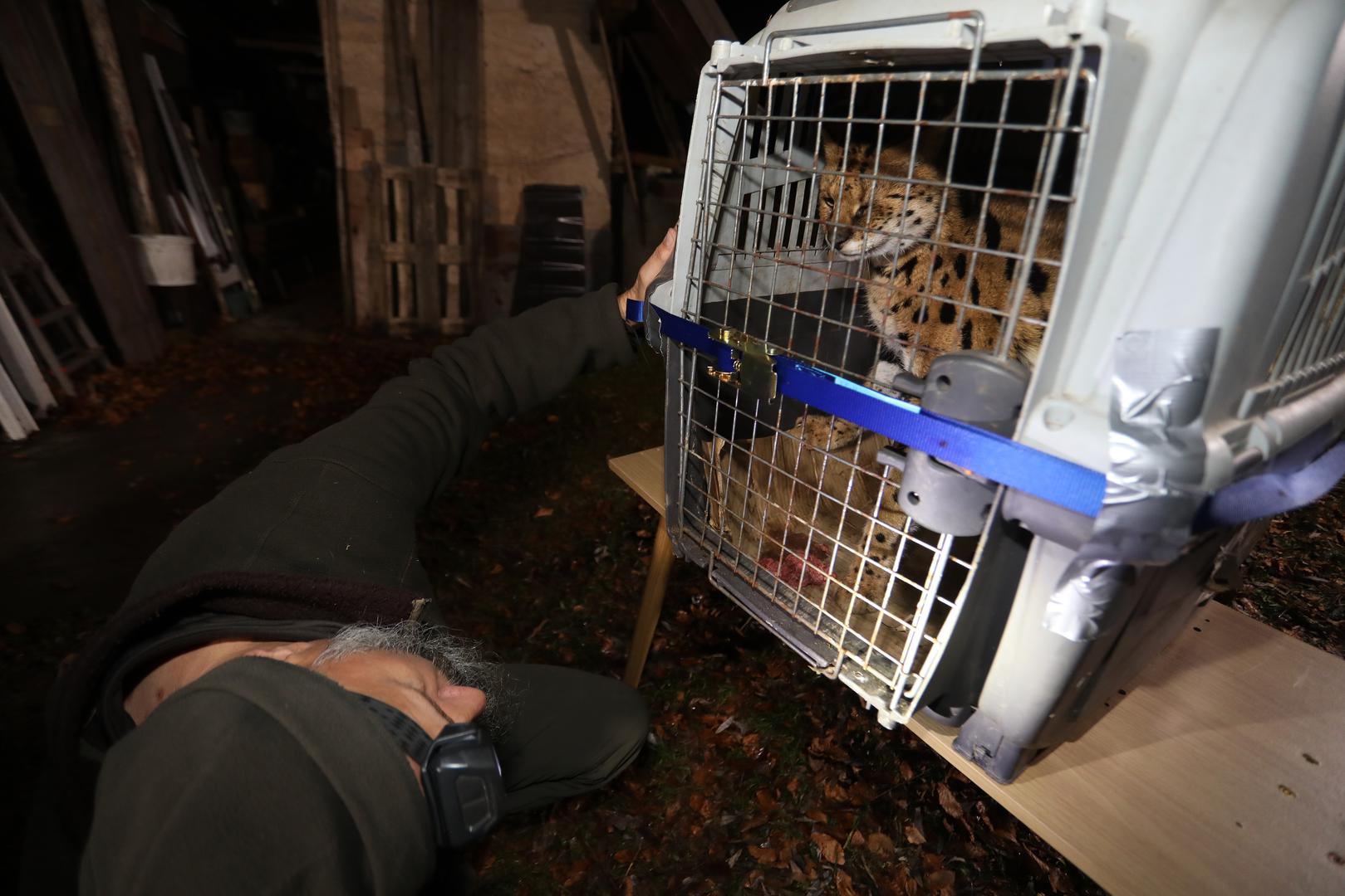 05.01.2024., Zelin Mrzlovodicki - Serval ulovljen u podrumu obiteljske kuce Paola Scrobogne u Gorskom kotaru. Photo: Goran Kovacic/PIXSELL