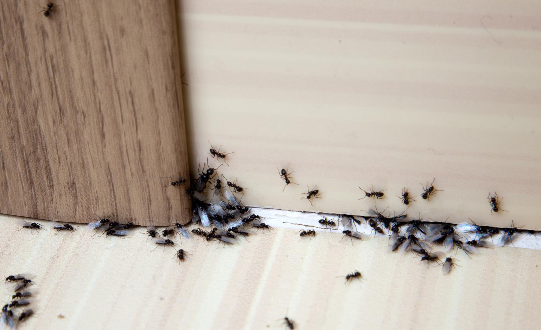 Ako vam je dosta mrava koji hodaju po vašem domu, ne brinite – imamo rješenje za vas. Dok mnogi od nas uživaju u toplijem vremenu, povećanje temperature također znači da će mravi biti aktivniji. Mravi mogu prouzročiti mnogo problema u nekretninama, ulazeći u ormare, hranu pa čak i u hladnjake i zamrzivače. No, profesionalno uklanjanje mrava može stajati i do 270 eura po tretmanu, piše The Sun.  