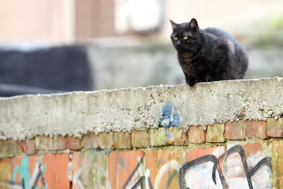 11.12.2014., Zagreb - Djecje igraliste u Vrbanicevoj ulici u kojoj je puno macaka lutalica koje smetaju stanarima okolnih zgrada.  Photo: Luka Stanzl/PIXSELL