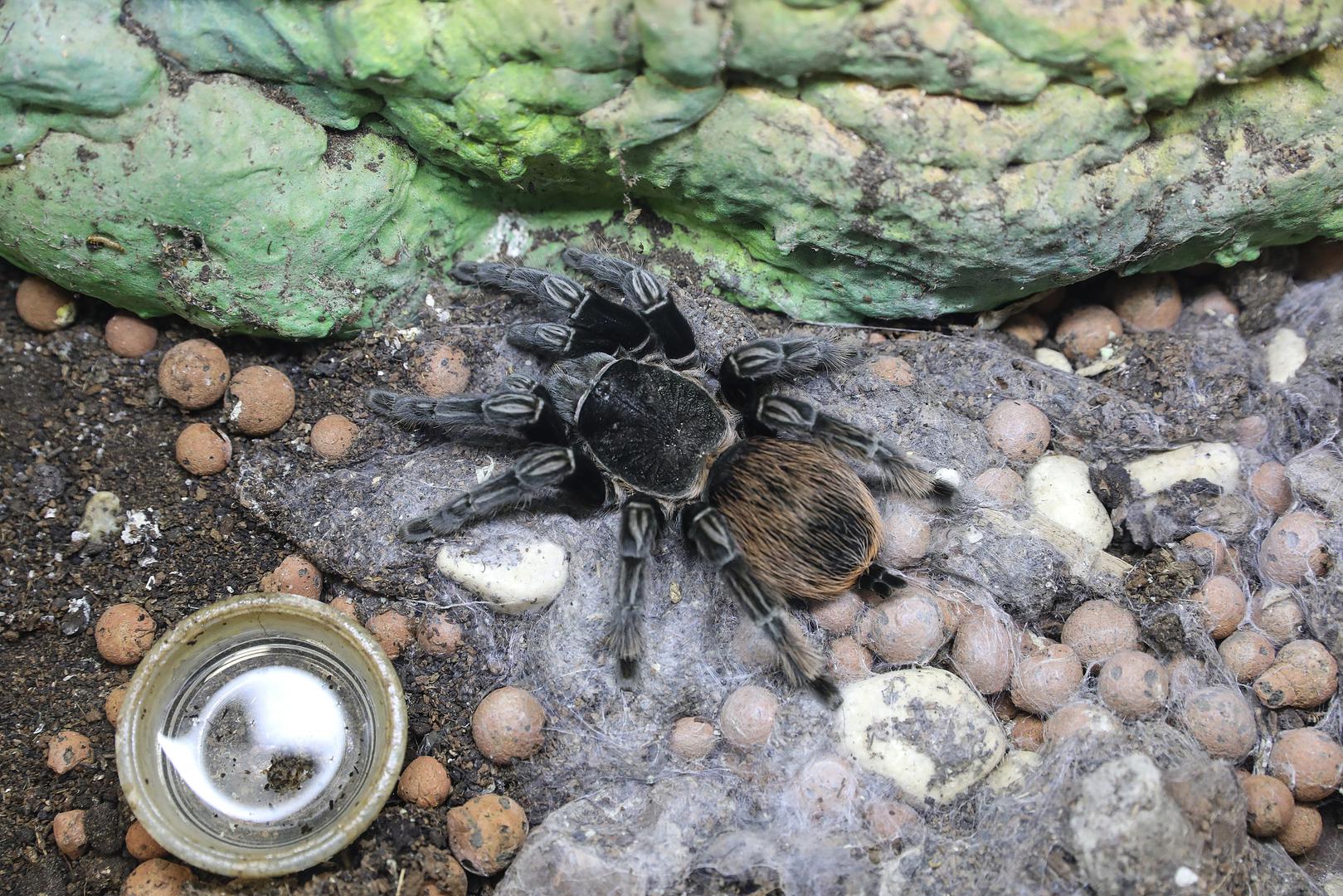  Informativna i zabavna izložba kukaca "Tarantula show" nalazi se u Westgateu shopping centru.