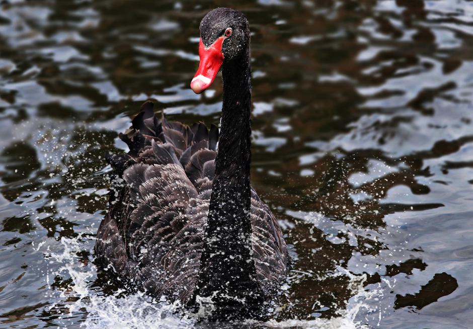 Poslovni svijet kao svijet u zoološkom vrtu