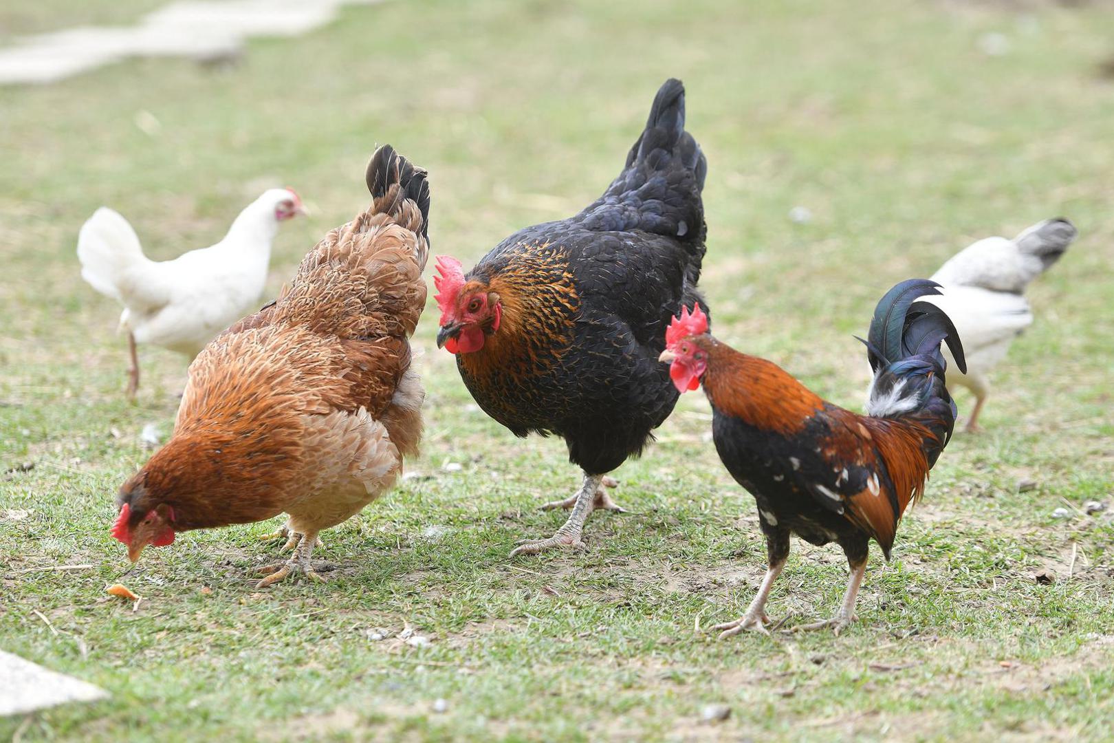 07.04.2023., Pescenica Vinicka - Nikola Bosak, vlasnik utocista za farmske zivotinje Suncani Bregec. Photo: Vjeran Zganec Rogulja/PIXSELL