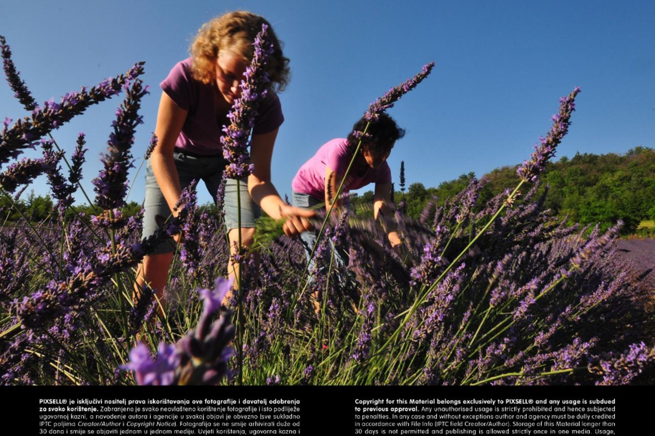 lavanda, kozmetika (1)