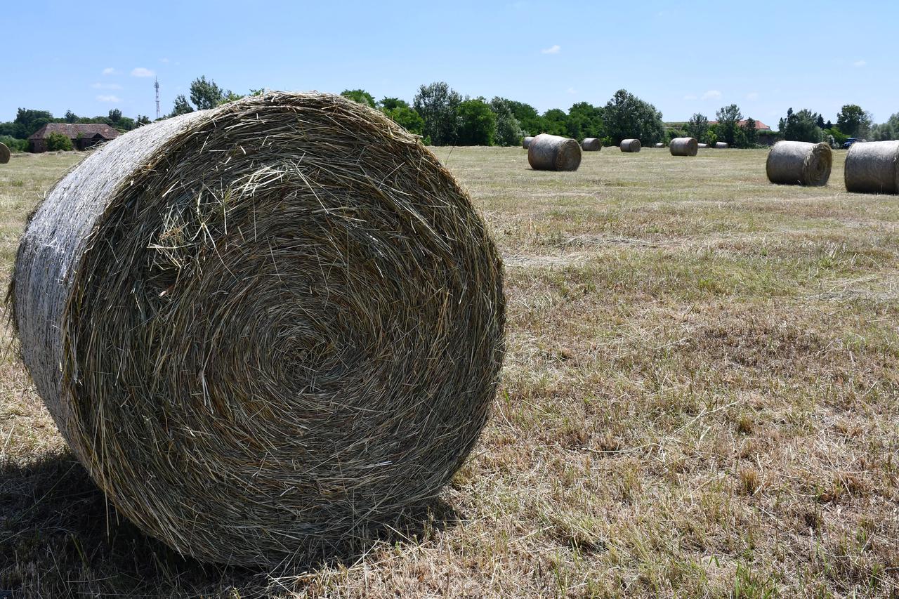 Slavonski Brod: Baliranje suhog sijena u rolo bale