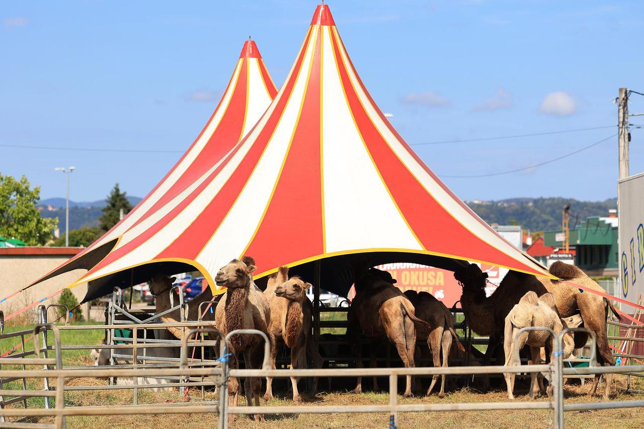 Sveta Nedelja: Cirkus koji je stigao u Samobor stavio je svoje deve na svetonedeljsku livadu gdje pasu u miru