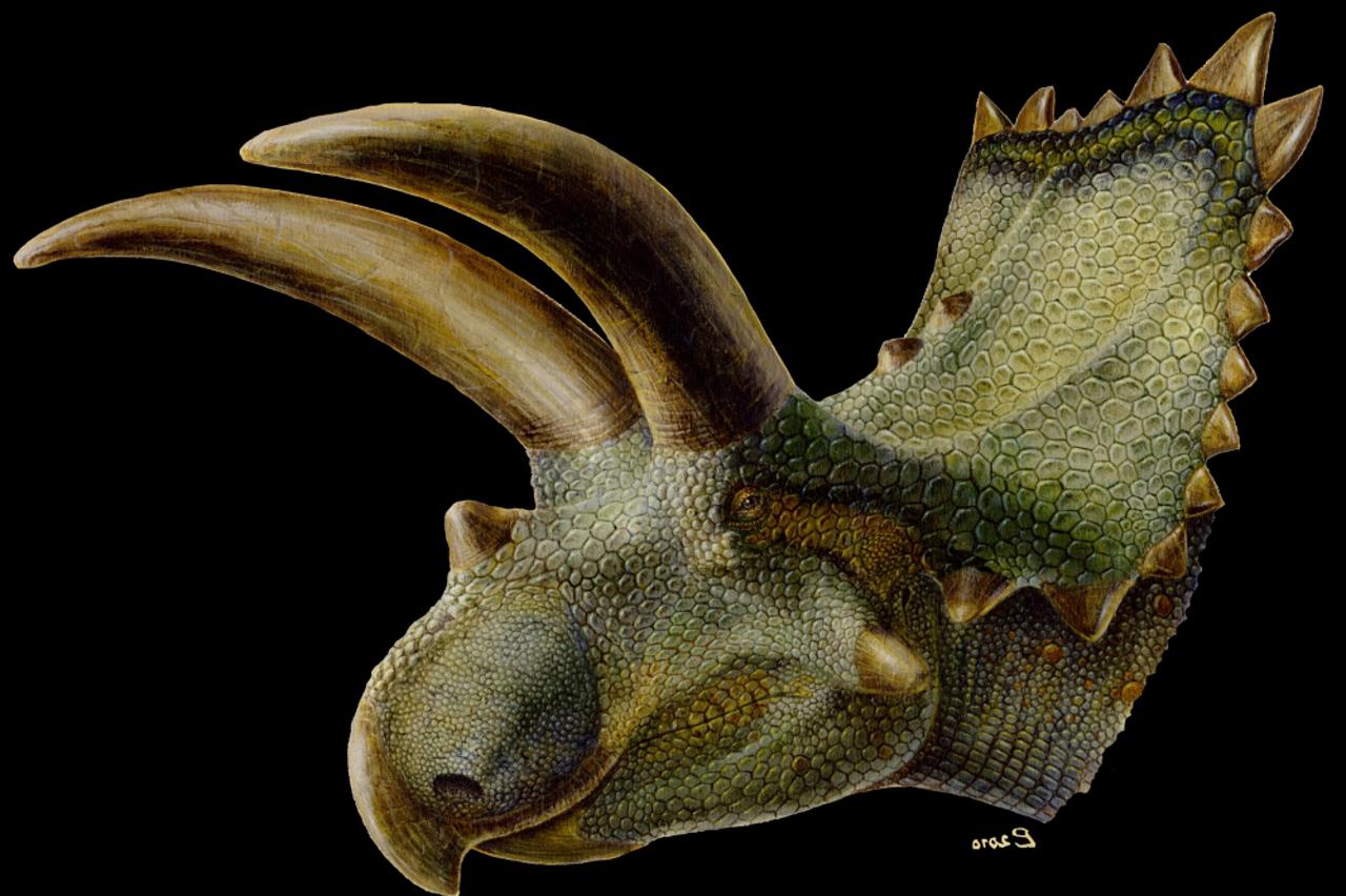 Biljojed coahuilaceratops magnacuerna 