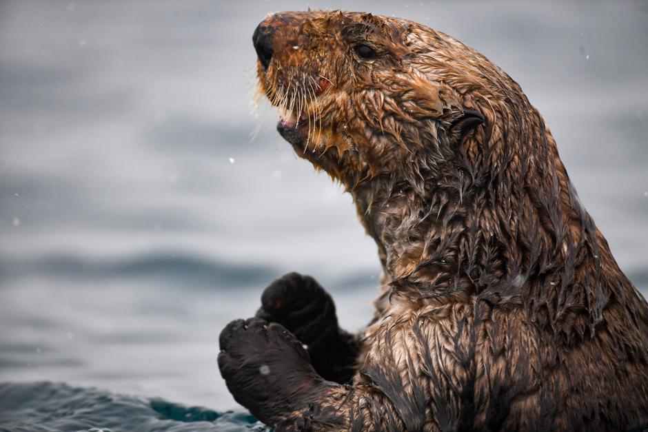 Sea Otters to come to Birmingham