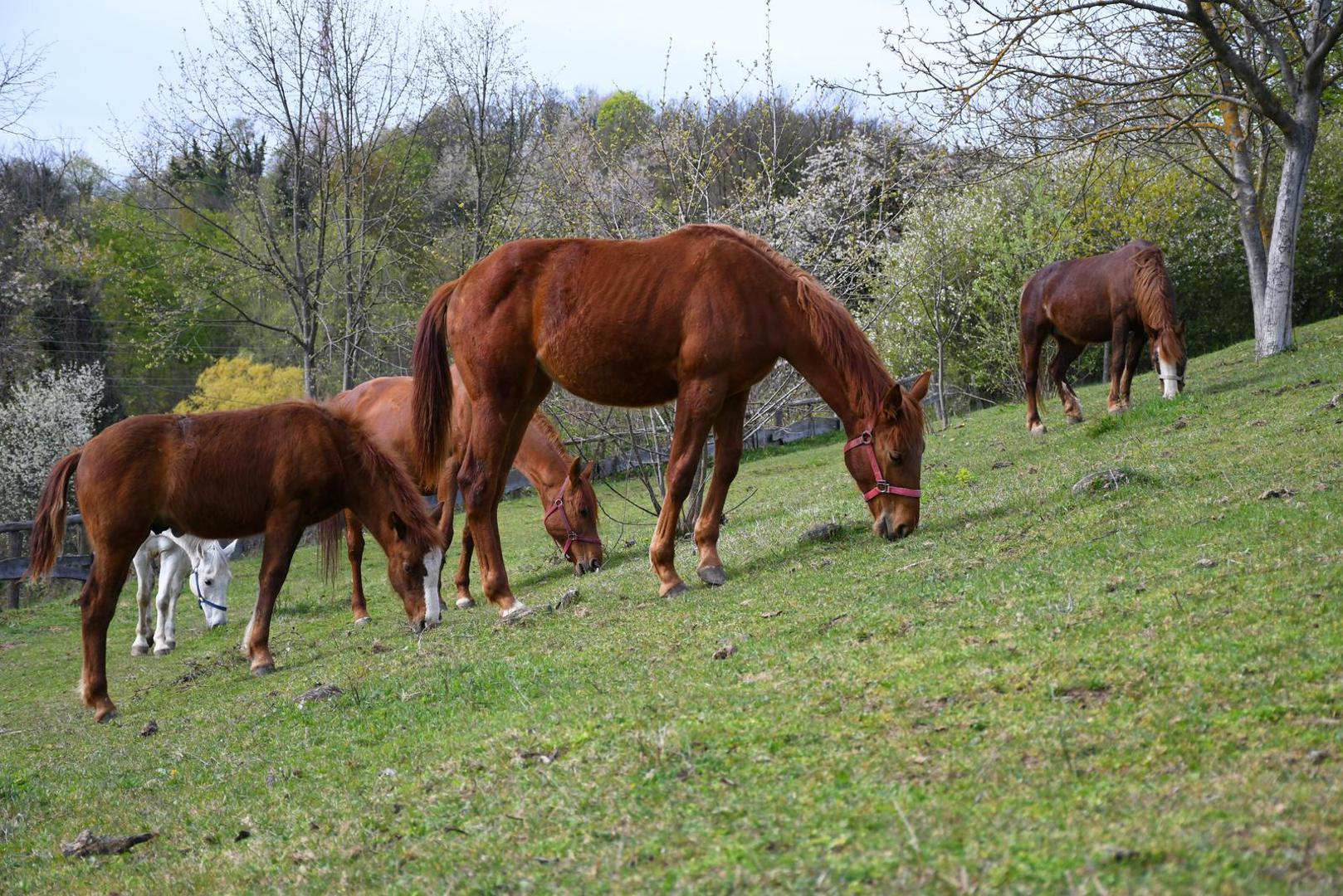 12.04.2023., Velika Pisanica - Turisticka patrola Vecernjeg lista, Opcina Velika Pisanica. Srediste, opcina Velika Pisanica. Izletiste Na malenom brijegu u vlasnistvu OPG-a Vlajnic Photo: Damir Spehar/PIXSELL