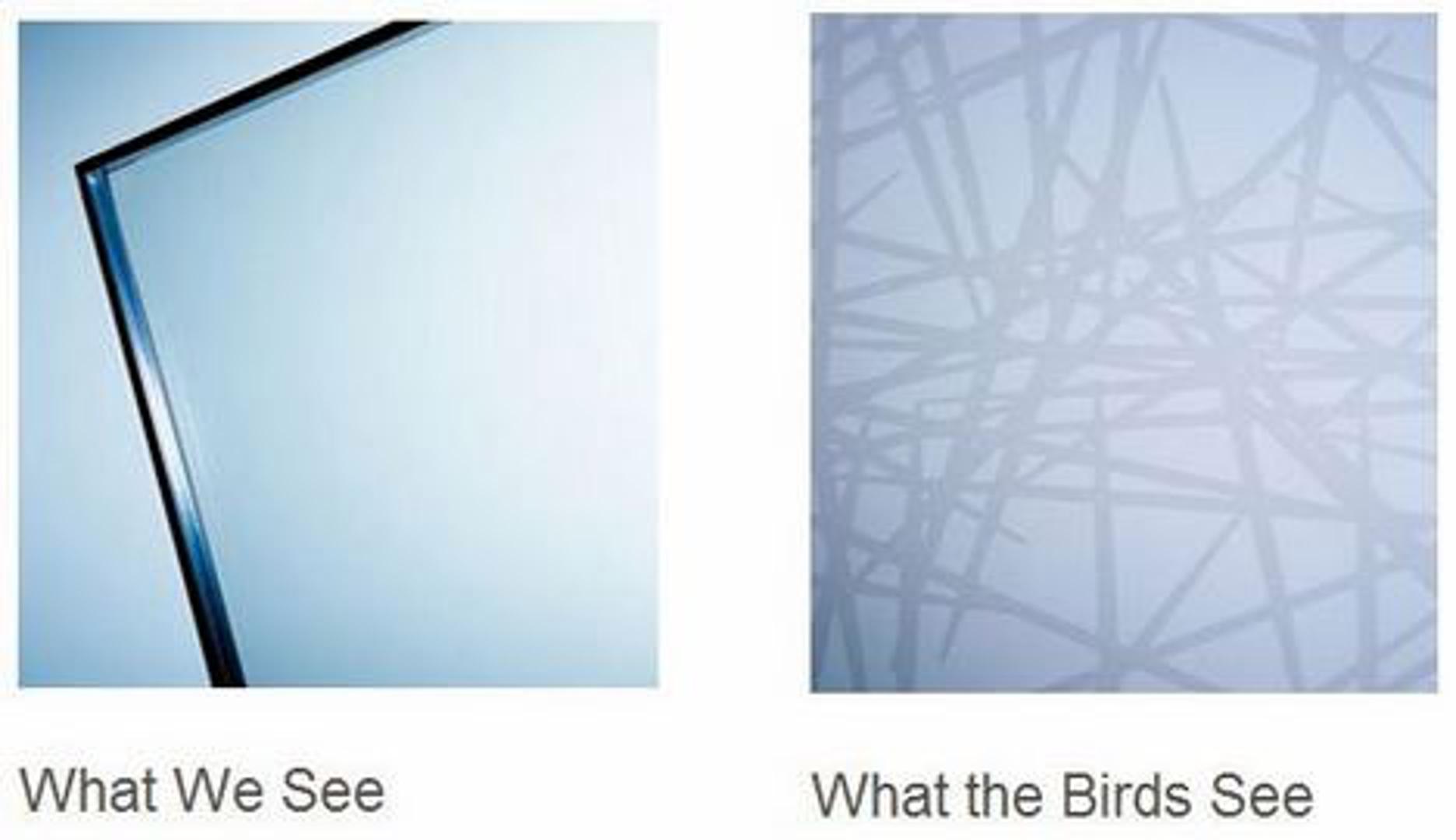 Стекло видное. Ornilux Bird Protection Glass. Bird safe Glass. Птицы видят стекло. Ornilux® Bird Protection Glass Дата.