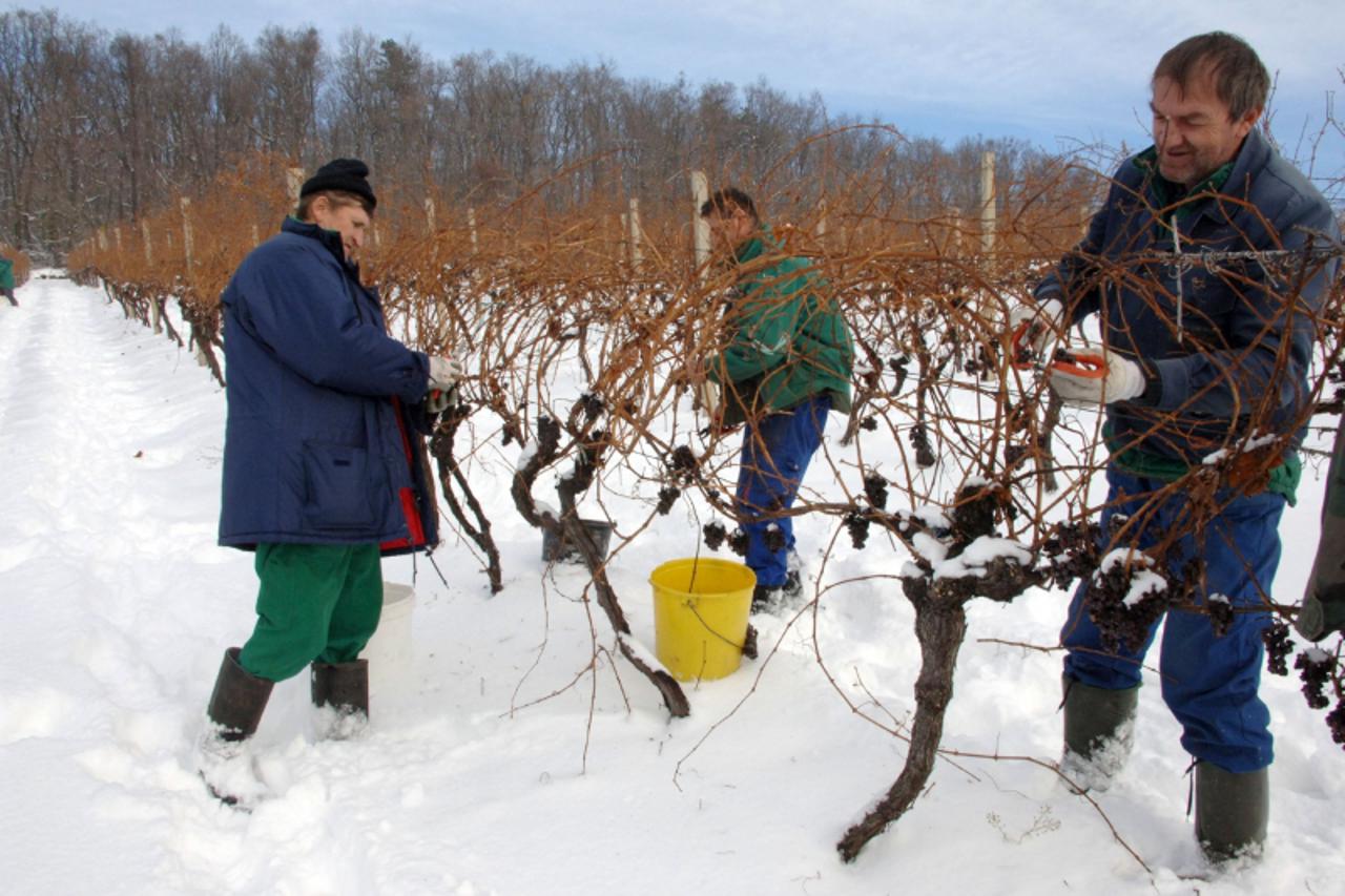 \'Hrnjevac-19.12.2010. Ledena Beba u kutjevackom Kombinatu.Temperatura se spustila na minus 16 stupnjeva,pa je berba bila izuzetno teska.Oprezno sa svakom bobicom. Photo: Dusko Mirkovic/PIXSELL\'