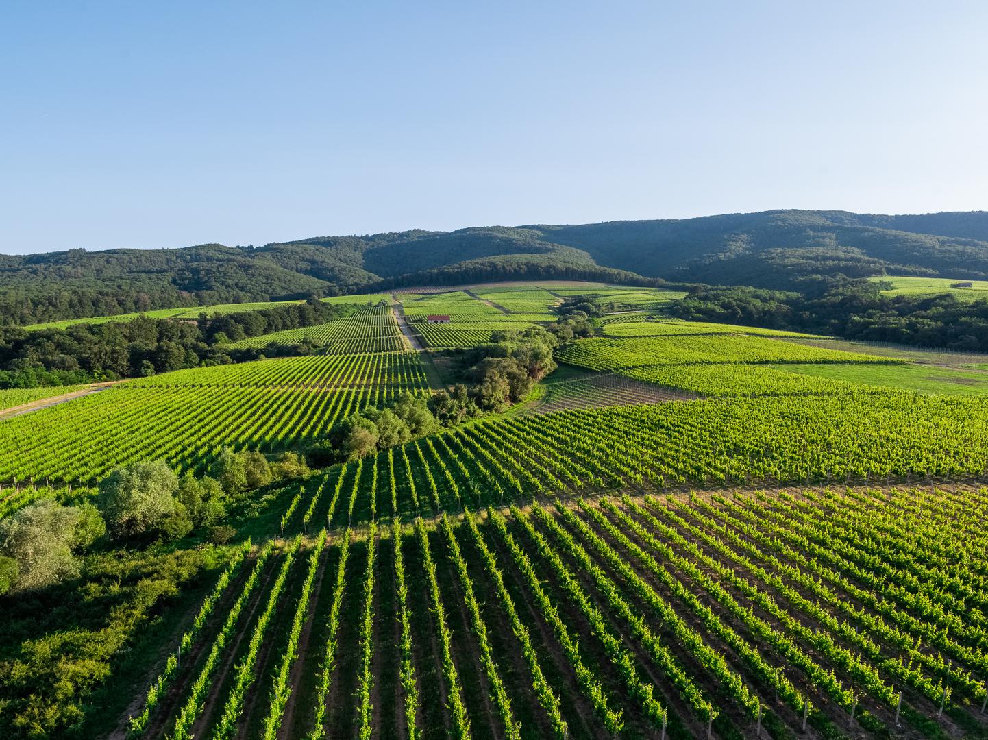 Vinogradarski položaj Hrnjevac - idealan za vrhunske i predikatne graševine