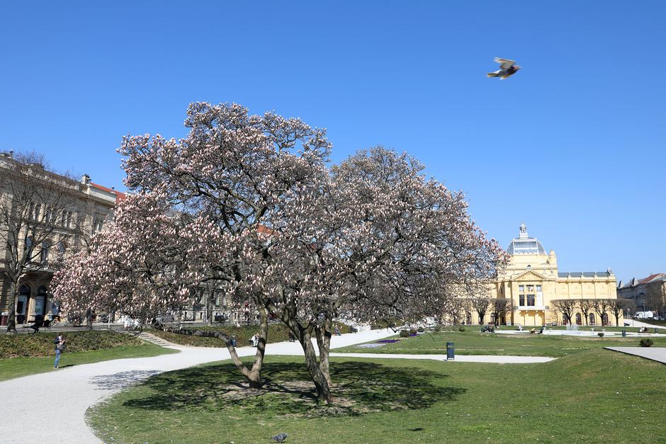 Zagreb: Procvjetale magnolije na Trgu kralja Tomislava