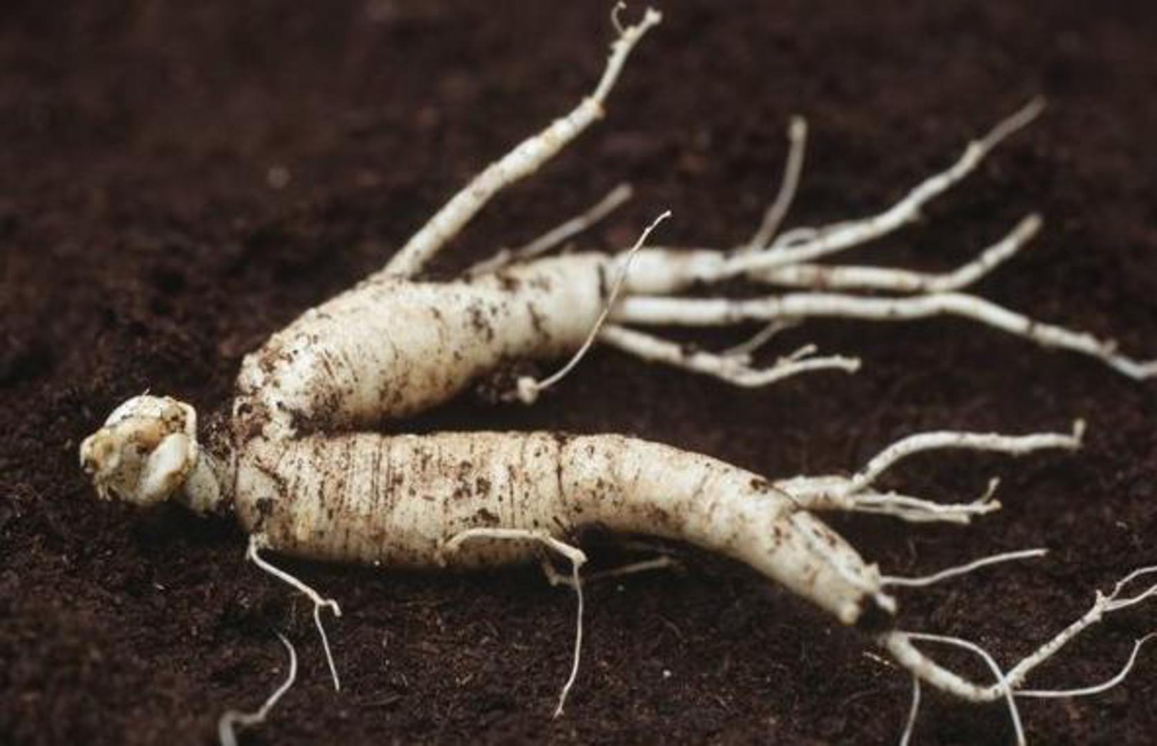 Ginseng -  Ovaj začin koristi se u kineskoj medicini stoljećima. Ginseng podiže razinu energije i ubrzava metabolizam. Brojne studije pokazale su da ovaj začin pomaže u gubitku kilograma. 