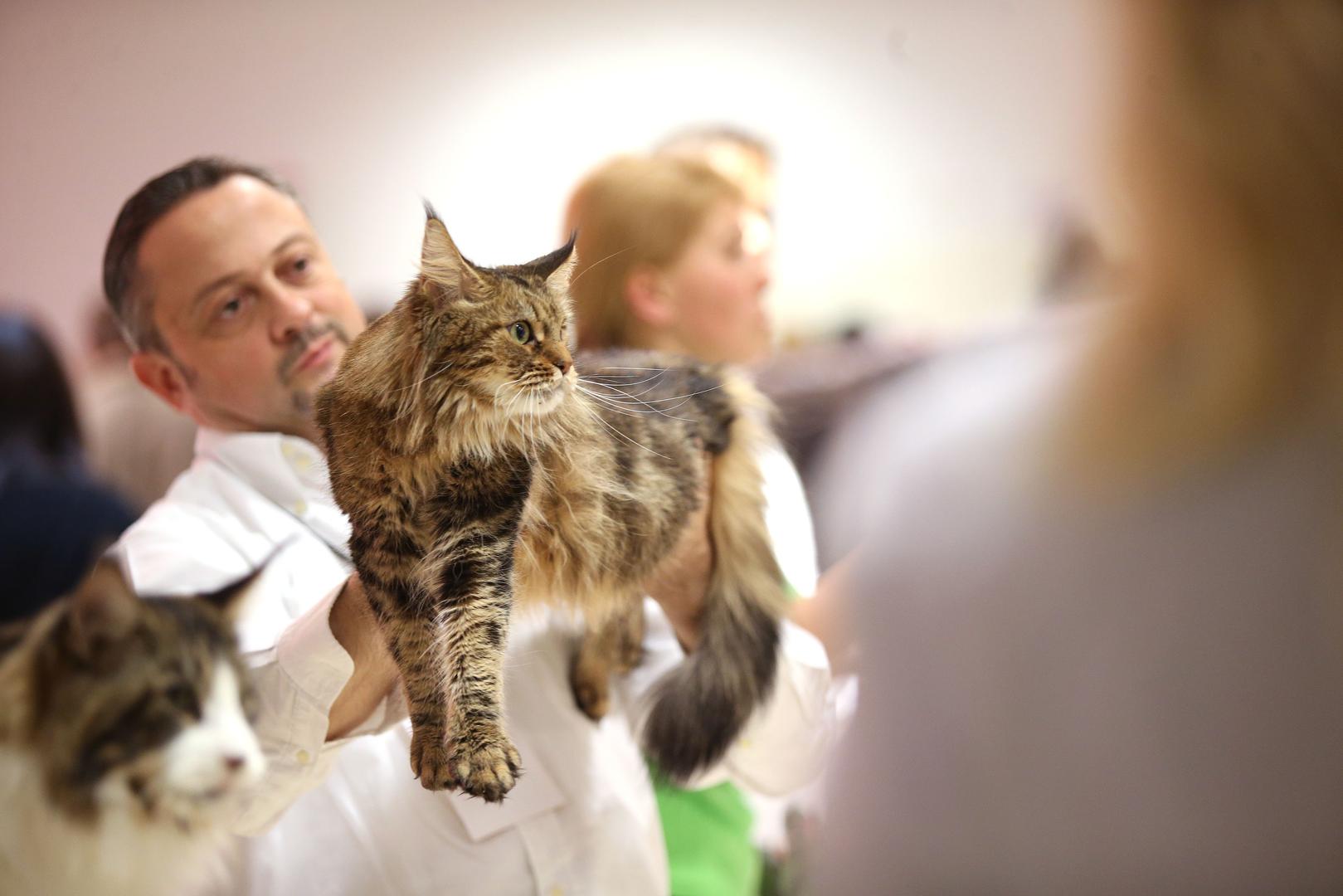 Savez u Hrvatskoj broji 160 članova, među njima su tri međunarodna suca u četiri felinološka društva, u Zagrebu, Križevcima, Splitu i Karlovcu, a sve češće prima zahtjeve za članstvo iz inozemstva.