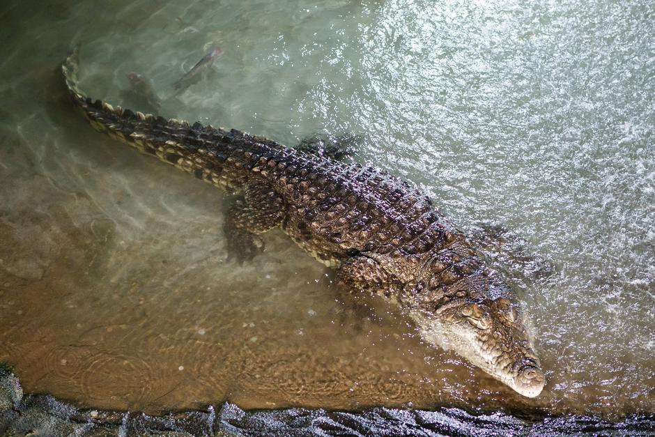 Naj životinje zagrebačkog Zoološkog vrta