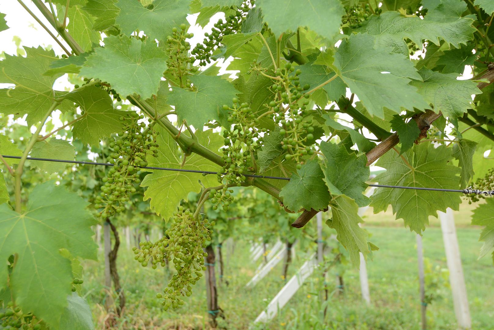 Povoljna klima stvorila je uvjete za uzgoj kvalitetnih sorti grožđa