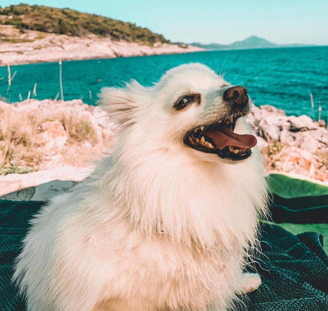 Lošinj je vjerojatno najgostoljubiviji otok na Jadranu prema četveronožnim ljubimcima, sudeći po broju plaža namijenjenih psima. Plaže na kojima su psi dobrodošli prepoznat ćete po oznakama s crtežom psa ili zastavici s logom pseće kosti na plavo-zeleno-žutoj pozadini.