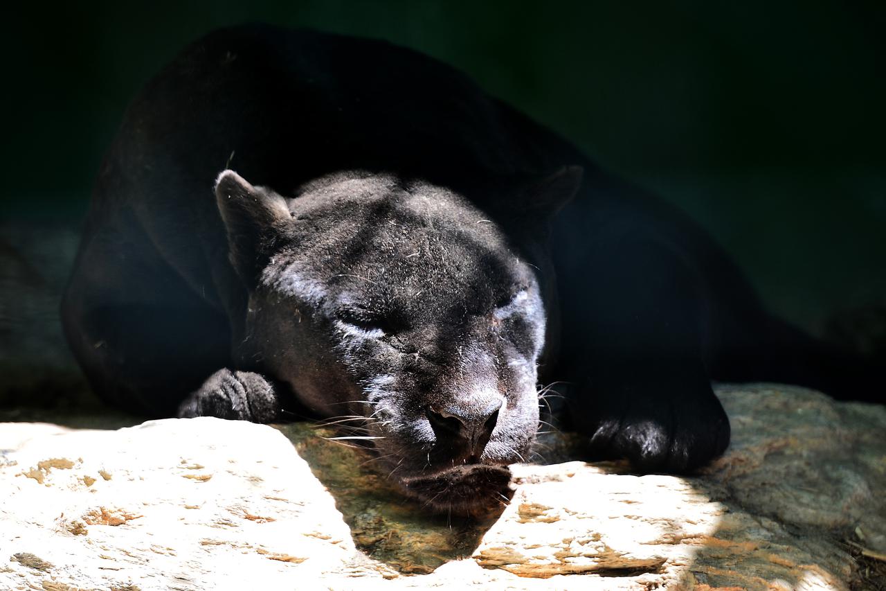 Zagreb: Stanovnici Zoološkog vrta potražili spas u vodi ili hladu od velikih vrućina