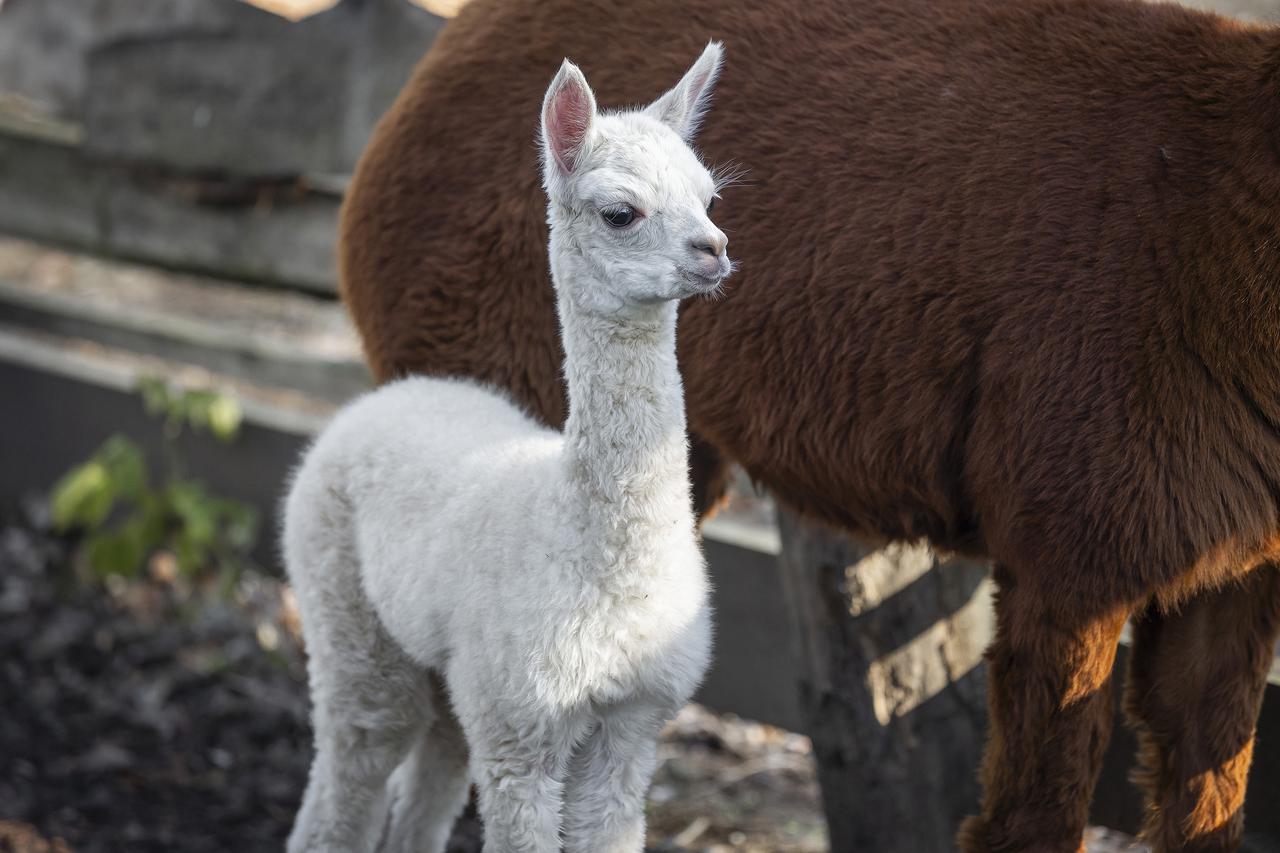 Veliko veselje u osječkom zoološkom vrtu, na svijet je došla beba alpaka