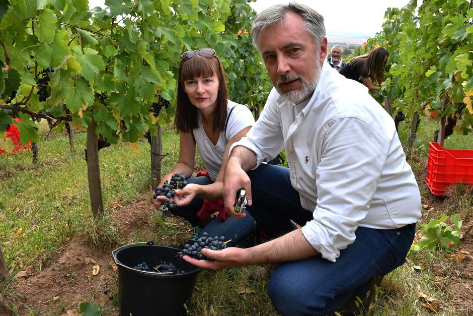 Kutjevo: Berba grožđa u vinogradu saborskog zastupnika Mirosalva Škore