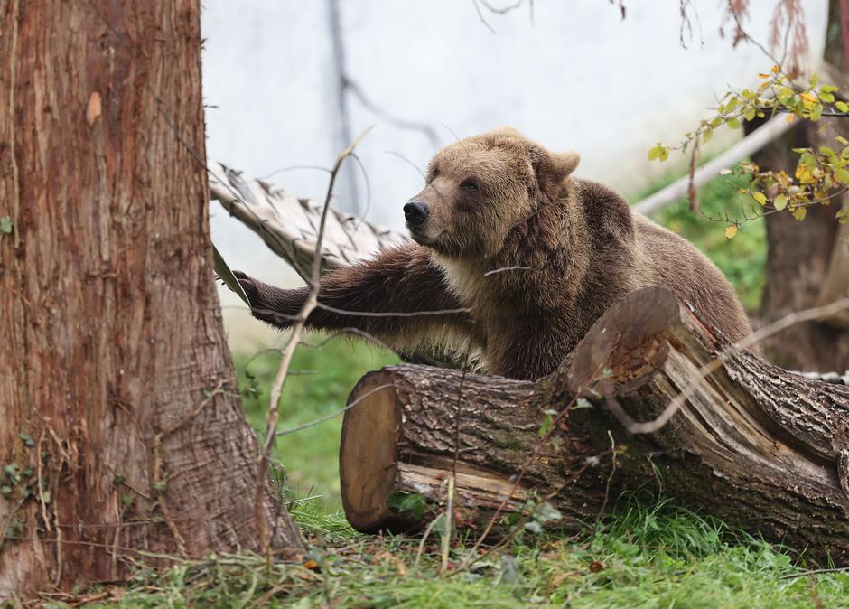 Zagrebački zoološki vrt dobio nove stanovnike, medvjediće Alberta i Ketu