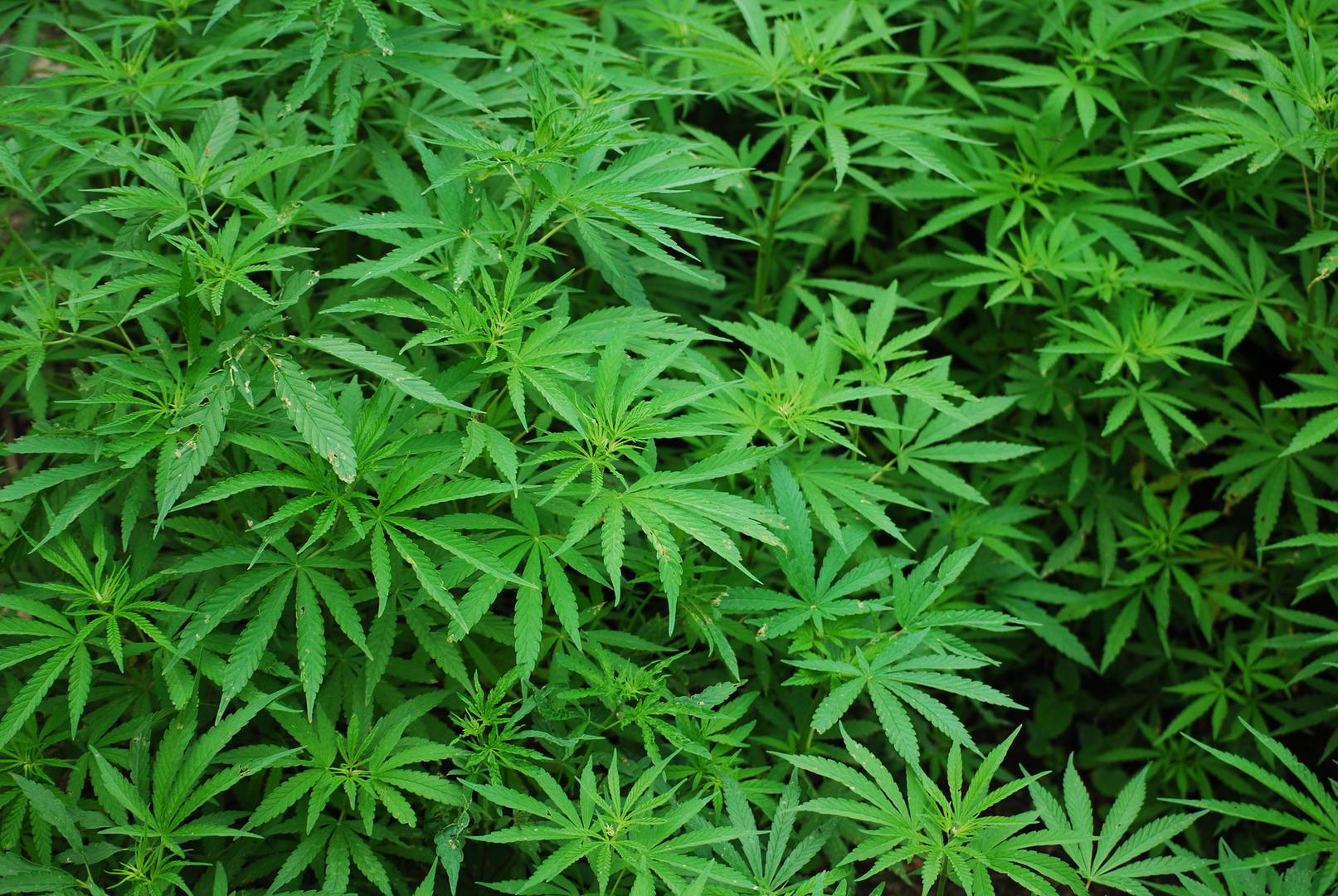 Korištenje marihuane: Iako neki smatraju da marihuana poboljšava seksualni nagon, dugotrajna upotreba može narušiti erektilnu funkciju. THC, aktivni sastojak marihuane, može ometati moždane signale potrebne za erekciju, a dugotrajna upotreba može smanjiti razinu testosterona.