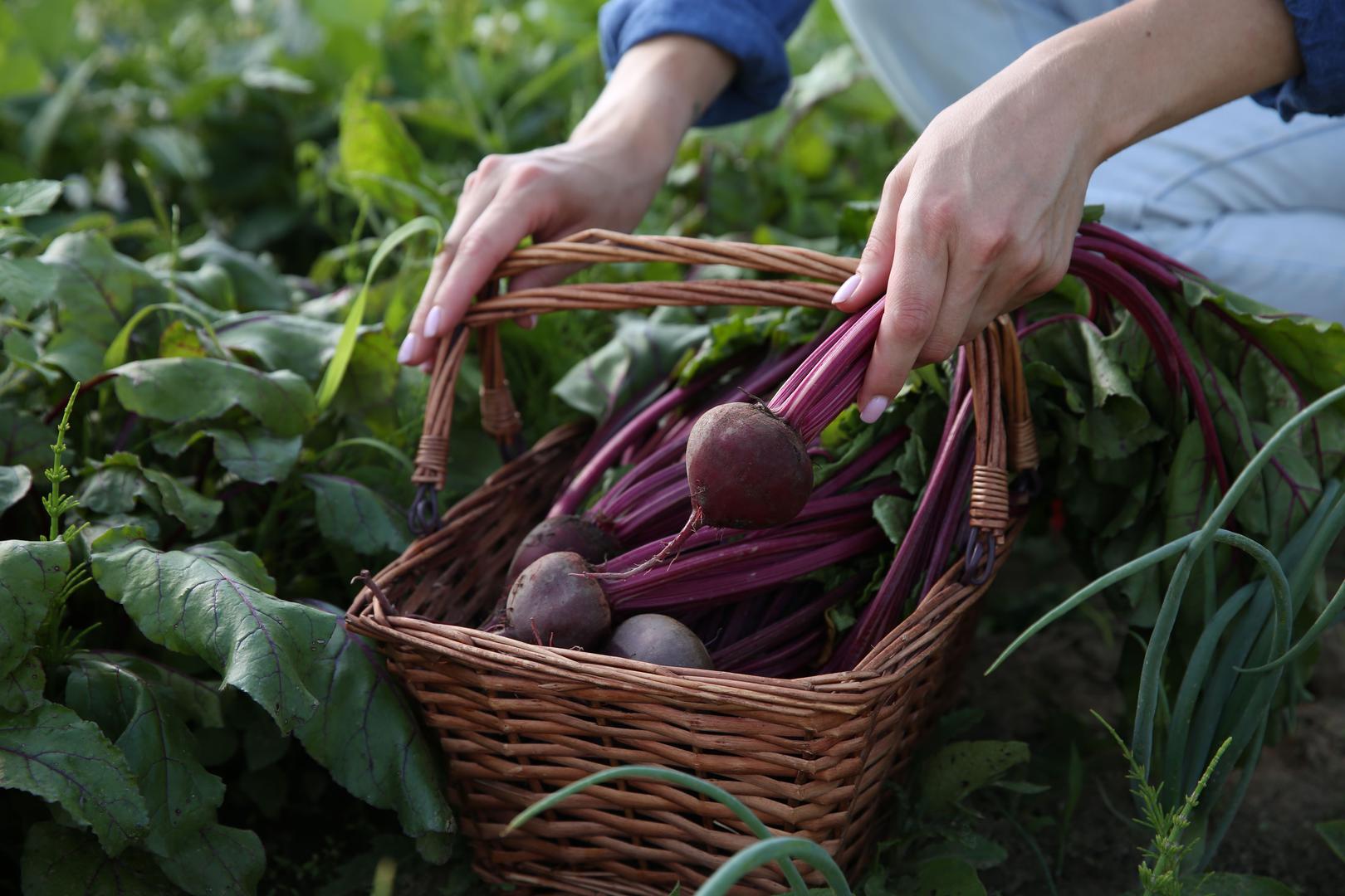 Cikla: Neugledna korjenasta biljka pripada porodici pepeljuga. No samo po izgledu. Riječ je o supernamirnici punoj nutrijenata koja savršeno paše baš u zimskim danima jer ima svojstvo grijanja. Sadrži karotenoide i druge antioksidanse koji čiste organizam i čine ga mlađim i odmornijim. Lišće cikle ubacite umjesto špinata u shakeove i ostale napitke – bogato je klorofilom, kalijem, folnom kiselinom i željezom. Plod je pak najbolje jest sirov, riban s malo limunova soka, ili pak s ribanom mrkvom ili kiselijom jabukom.