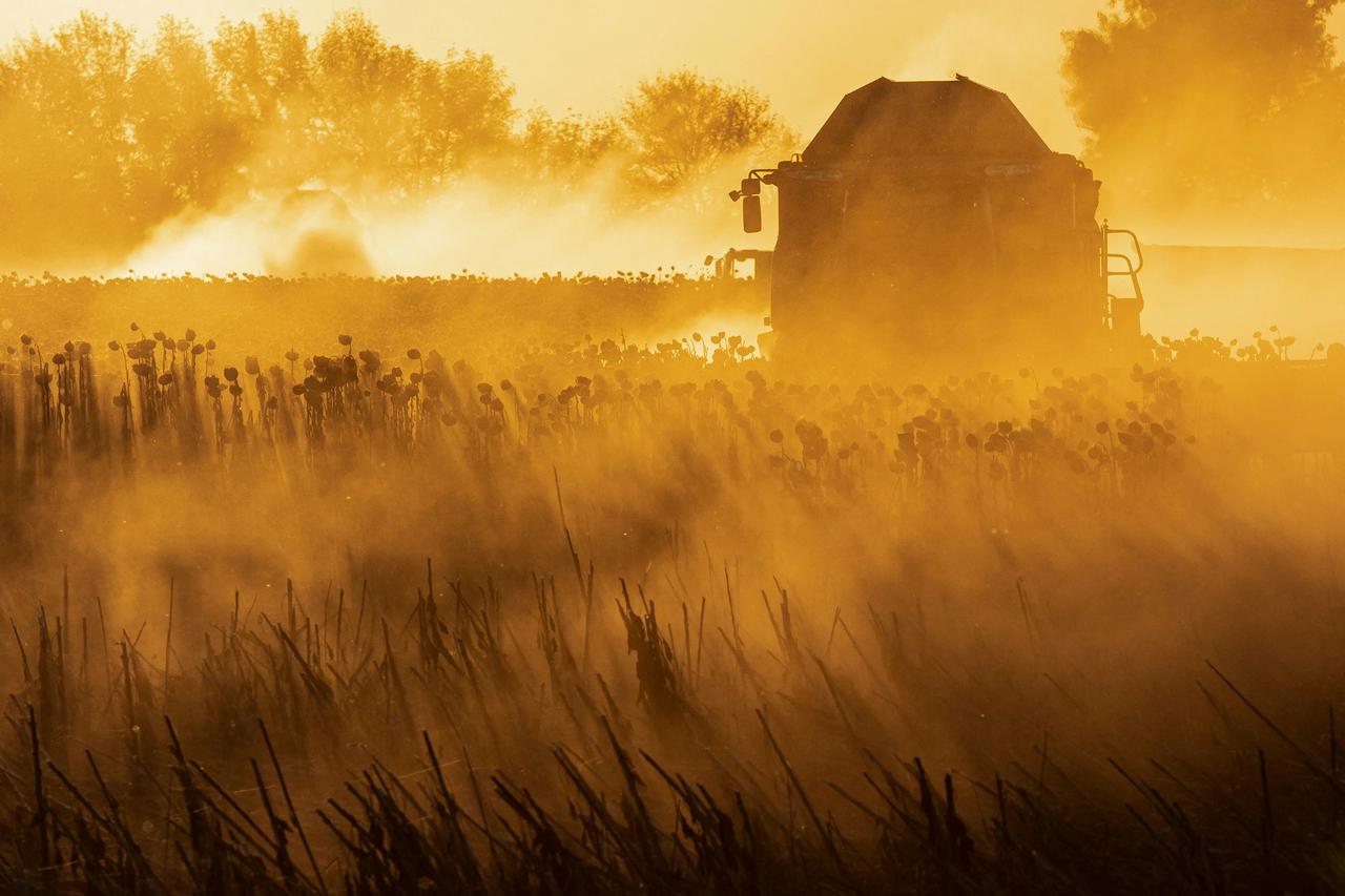 Combines harvest sunflowers in a field in Chernihiv region