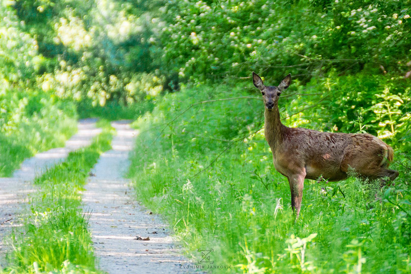 Baranja