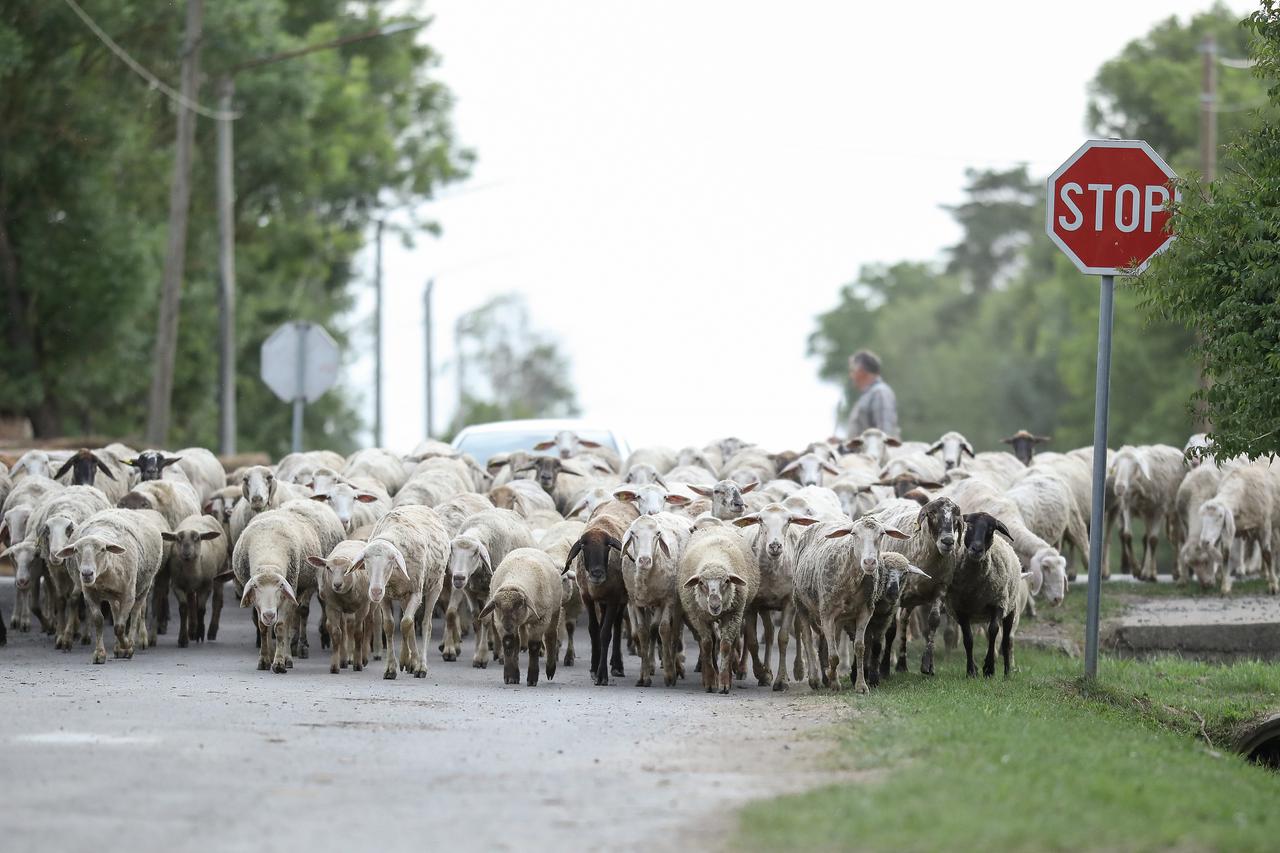 Ernestinovo: Stado ovaca vraća se s ispaše