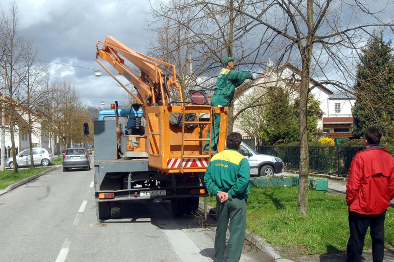 'sisak - 31.03.2010., Sisak - Orezivanje grana lipa u Ulici lipa izazvalo negodovanje Siscana. Photo:Nikola Cutuk/PIXSELL'