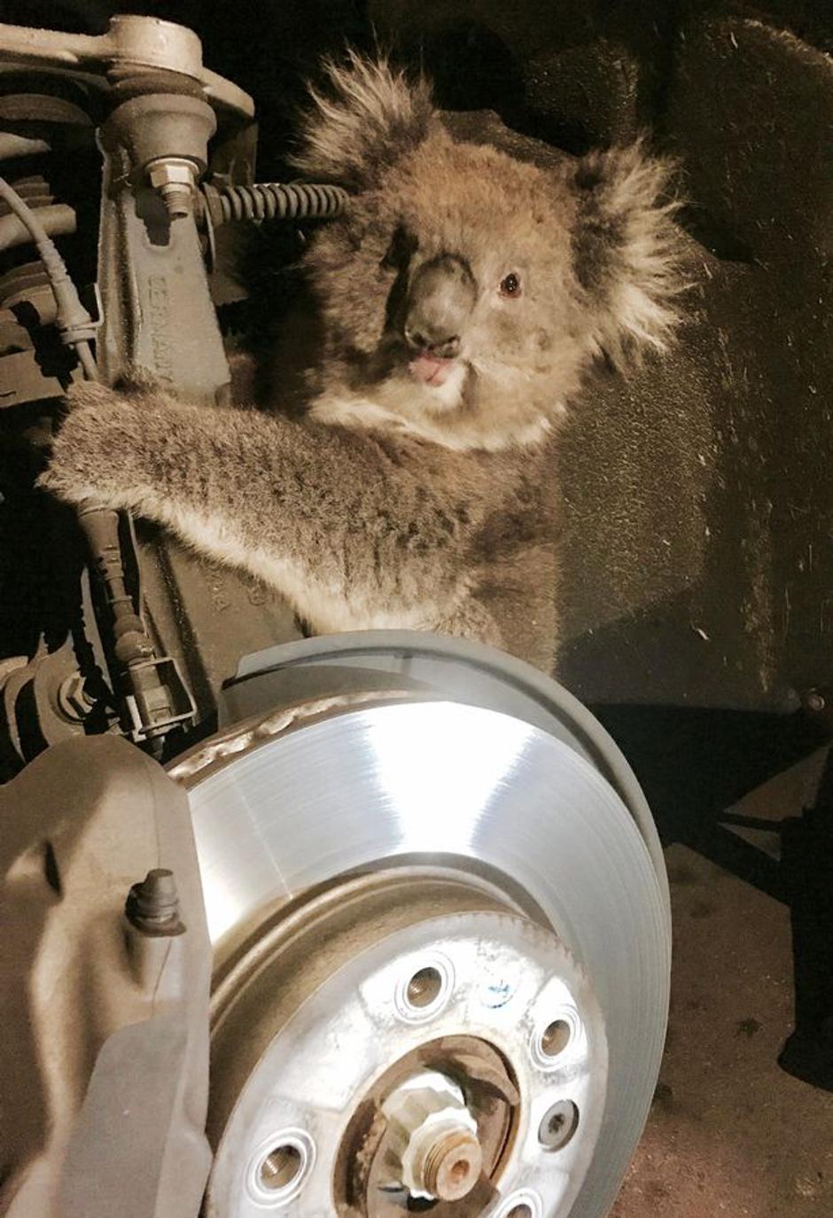 Koala