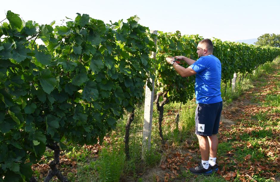 Trenkovo: OPG Banović, vinogradarstvo i kušaonica "Šokac".