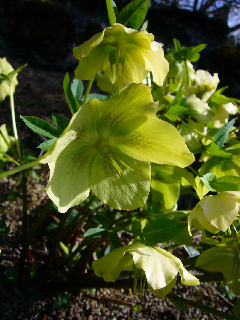 Mirisavi kukurijek ili Helleborus odorus raste na brežuljcima u listopadnim šumama hrasta kitnjaka i običnoga graba