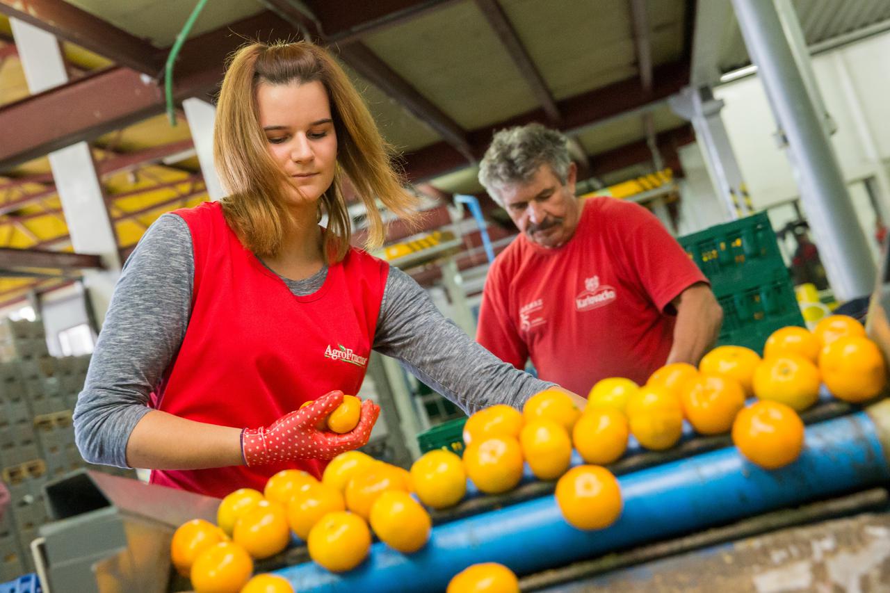 13.10.2016., Agrofructus, Opuzen, dolina Neretve - Obilazak otkupnog centra Agrofructus i obilazak berbe kod jednog kooperanta.  Photo: Grgo Jelavic/PIXSELL