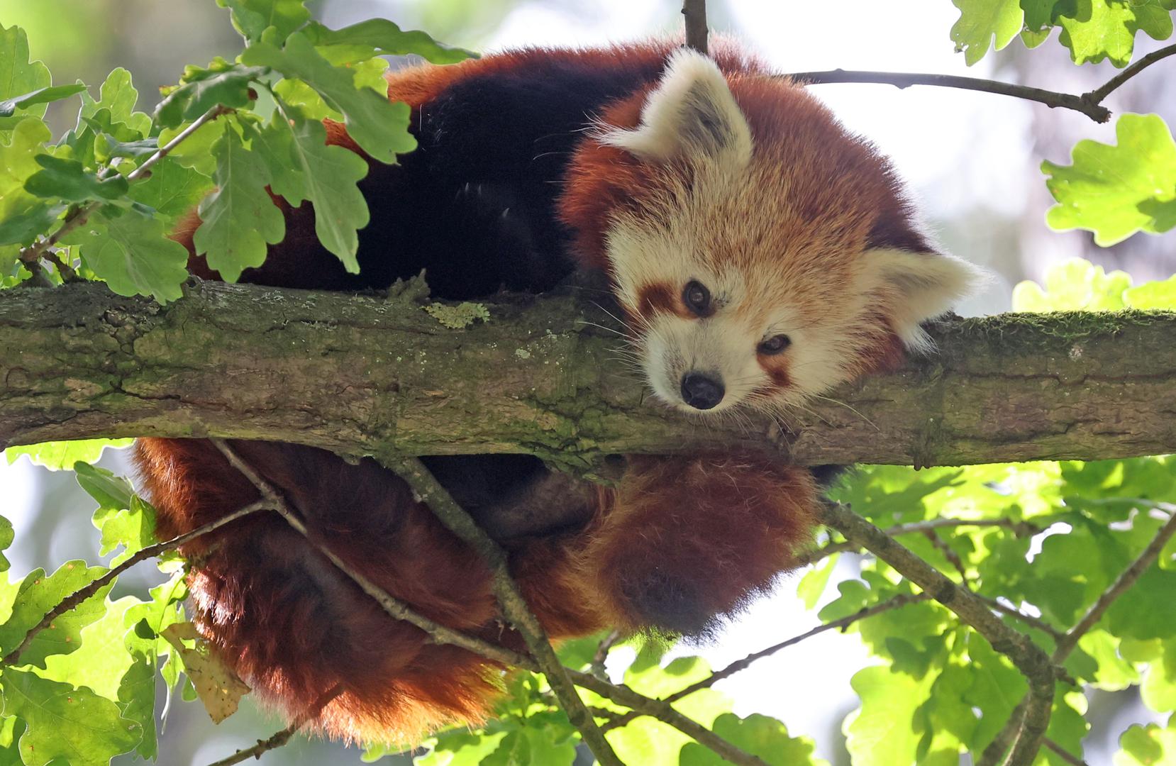 Unatoč imenu, crvene pande nisu u srodstvu s velikim pandama (ali su jednako slatke). Crvena panda je zapravo otkrivena 50 godina prije velike pande.