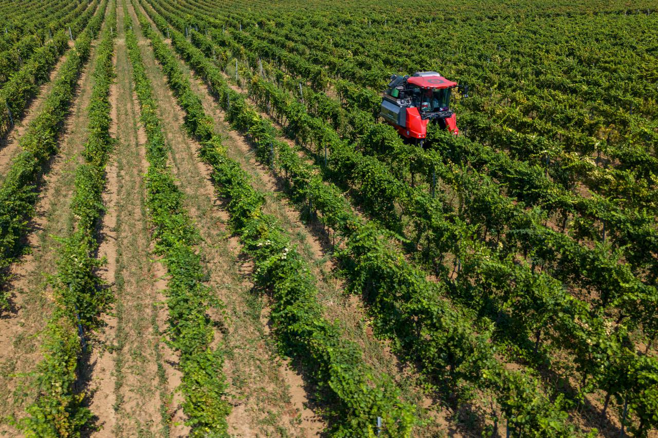 Beli Manastir: Fotografije iz zraka berbe grožđa u beljskim vinogradima