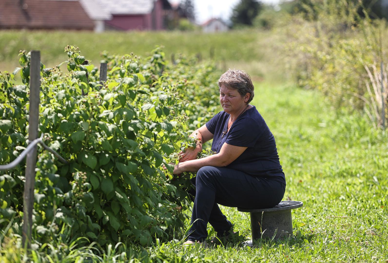 19.07.2023. Zagreb- OPG Golubic Mirjana u Oresju u Svetoj Nedelji, bavi se uzgojem ljekovitog bilja, smilja i lavane, bobica, cesnjaka, batata i prouzvodnjom etericnih ulja. Photo: Boris Scitar/PIXSELL