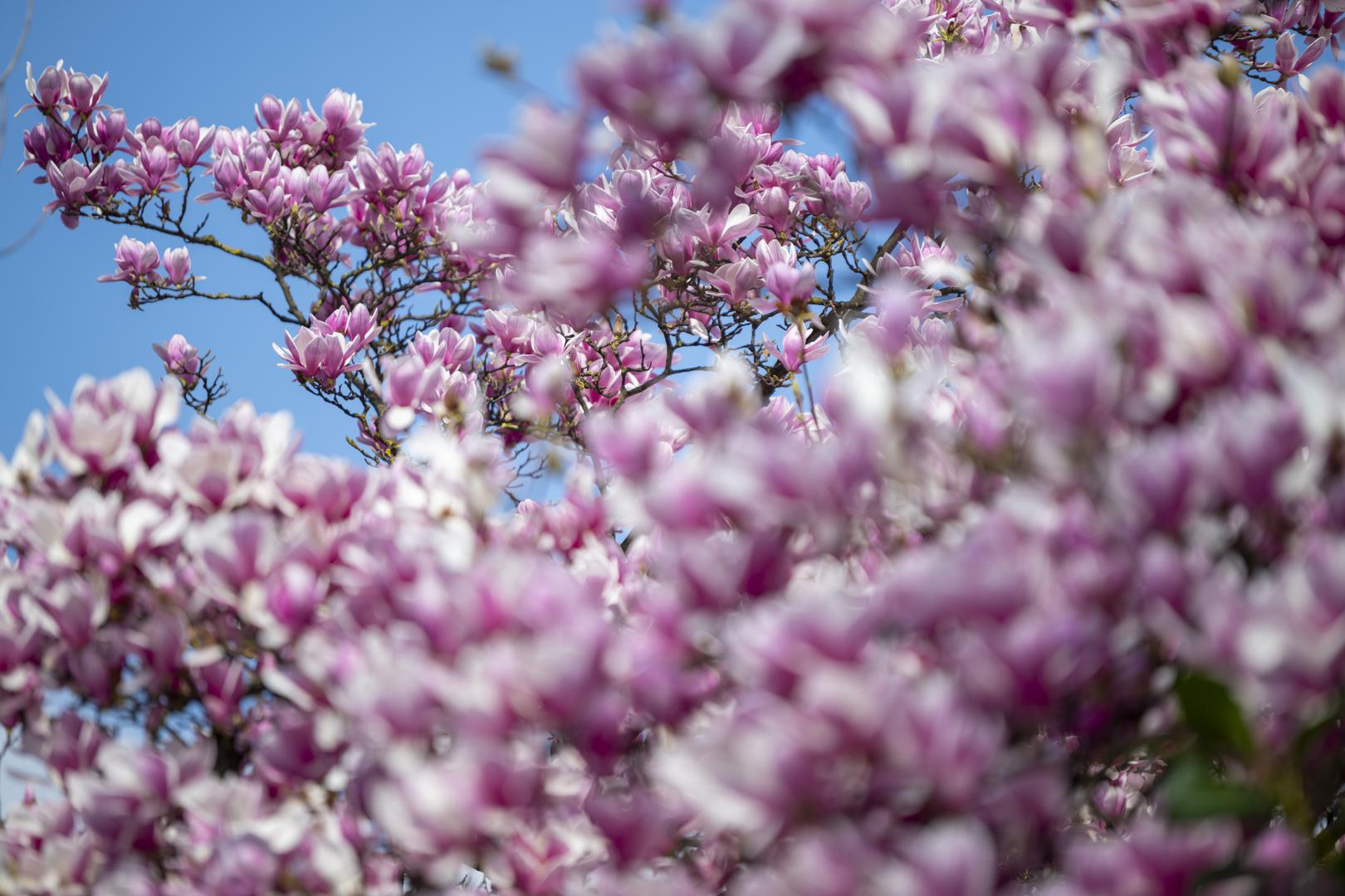  Raskošno drvo magnolije na Trgu kralja Tomislava postalo glavna kulisa za fotografiranje među prolaznicima.