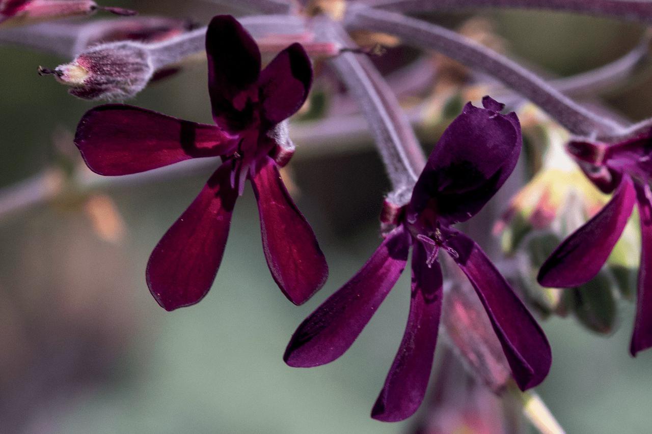 Ljekovita pelargonija