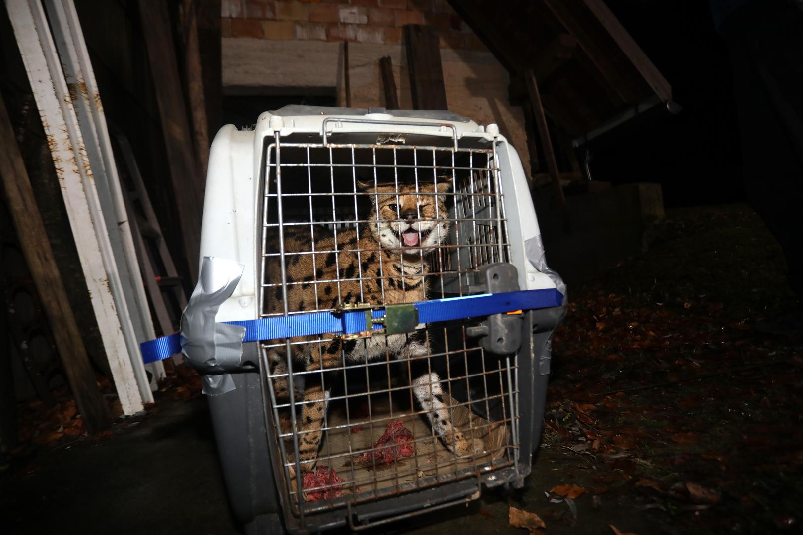 05.01.2024., Zelin Mrzlovodicki - Serval ulovljen u podrumu obiteljske kuce Paola Scrobogne u Gorskom kotaru. Photo: Goran Kovacic/PIXSELL