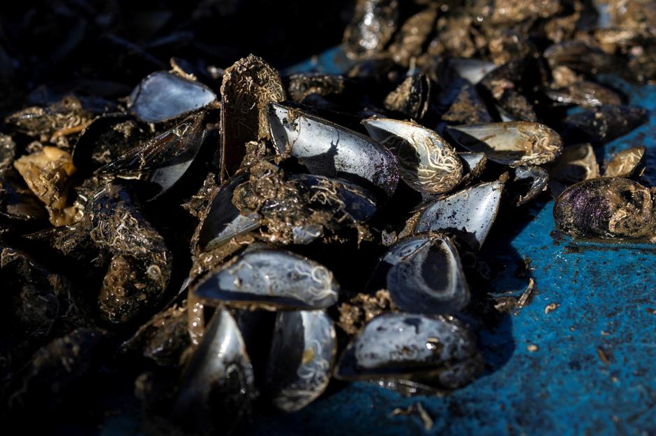 Rising temperatures ravage Greece's mussels