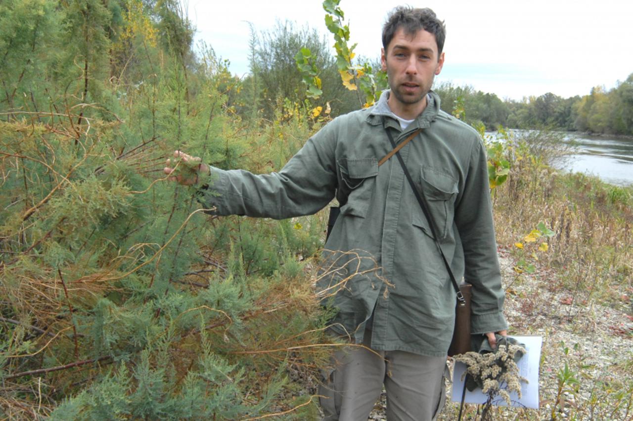 'pod 24 10 2008....koprivnica goran safarek pokazuje endemsku biljku kebrac koja se odrzala jedino na uscu mure i drave....koprivnica snimio: josip maljak'